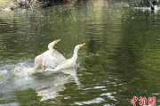 妻子韩国吉林：罕见白鸬鹚连续两年“故地重游”