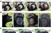 妻子韩国国际最新研究：机器人“打哈欠” 黑猩猩被传染